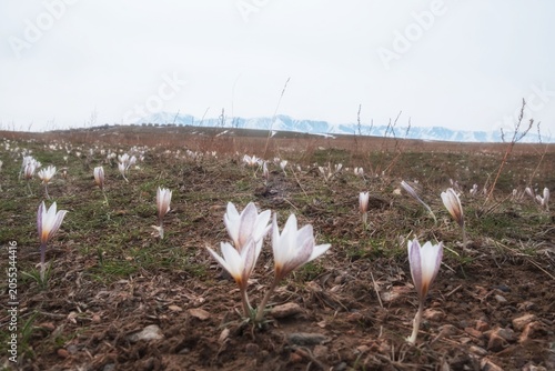 White wild crocus flowers blooming on a grassy field with snow capped mountains in the background. This landscape image can be used as a travel, lifestyle, or environmental background.