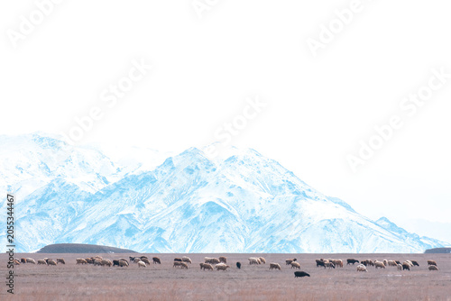 Herd of sheep grazing in a rural field against a background of snowy mountains. Commercial stock photo for travel, agriculture, and livestock themes with copy space in the white sky.