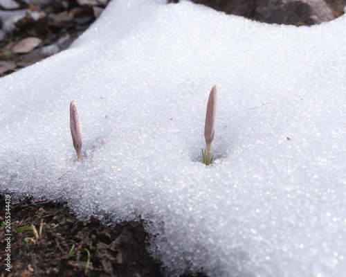 Crocus plant buds grow through melting winter snow in spring. Universal background for nature lifestyle, travel, ecology, changing seasons, or environmental sustainability.