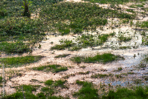 Stream flowing through a swamp in a rainforest in Brazil