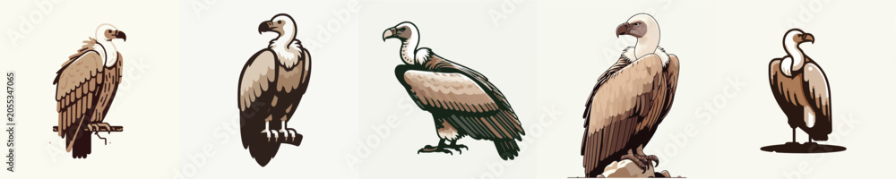 Obraz premium Vulture Bird Vector Illustration