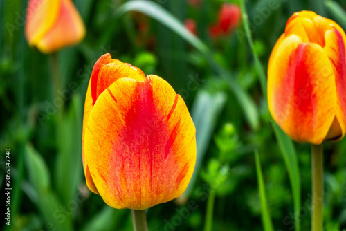 Blooming yellow and red tulip buds in flower bed.