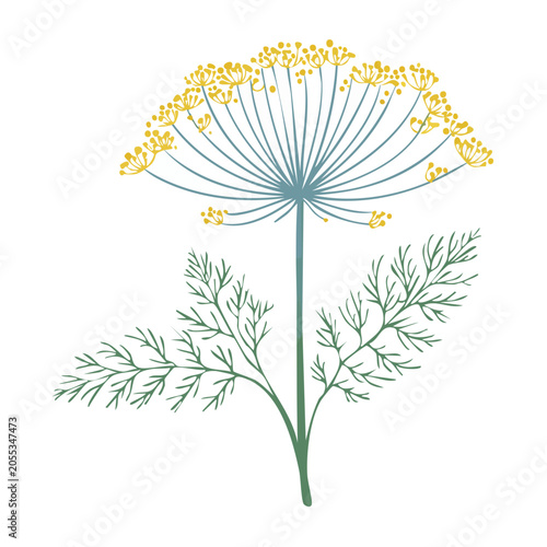 Dill plant vector illustration