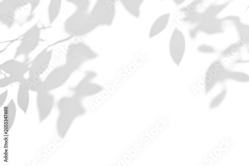 Photos shadow overlay effects of abstract natural tree leaves shadow on wall background