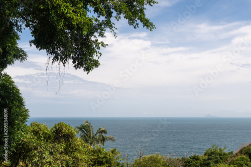 Trees in a forest in front of the sea in Brazil
