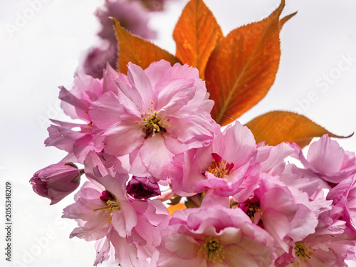 Blooming pink sakura flower with leaf.