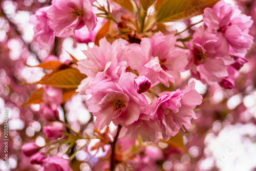 Beautiful blooming pink sakura tree.
