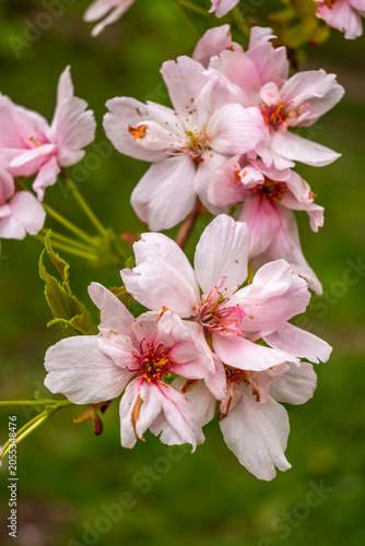 Flowering pink sakura branch in garden