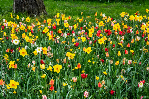 Blooming flower bed, many spring flowers (daffodil, tulip).