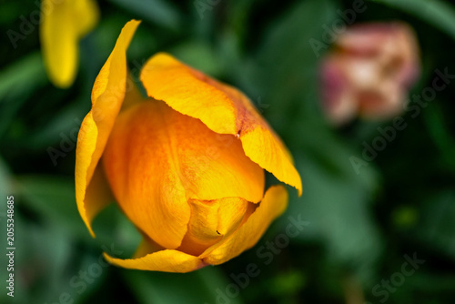 Flowering bud of yellow tulip in flower bed.