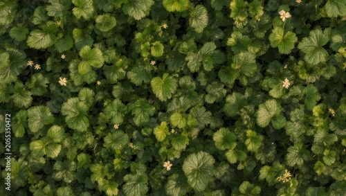 Overhead shot of green strawberry plants with small white flowers dotting the foliage