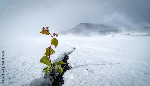 Small plant growing in snowy landscape.