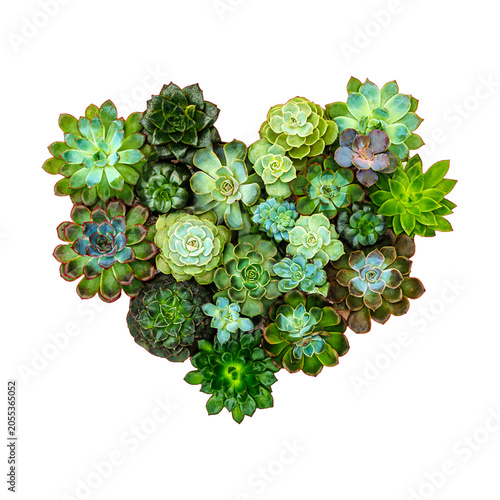 Group of succulents arranged in heart shape on white background showing variety of green colors and textures