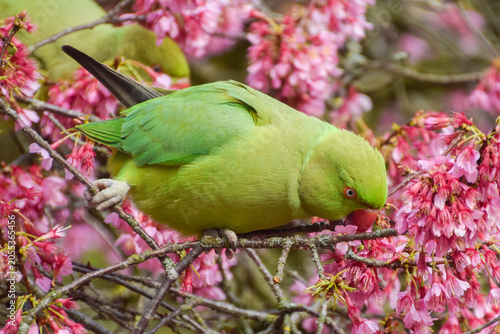 A rose-ringed parakeet, also known as a ring-necked parakeet, munches on pink cherry blossom flowers.