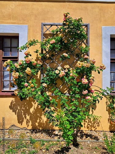 Beautiful yellow and pink climbing roses growing up a dark diamond shaped metal trellis on a sunny yellow house wall.