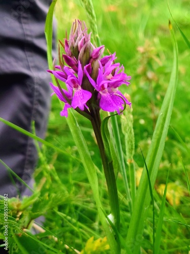 A marsh orchid (genus Dactylorhiza) blooms in lush green grassland. The flower displays delicate pink and purple hues with speckled patterns on its petals. nature