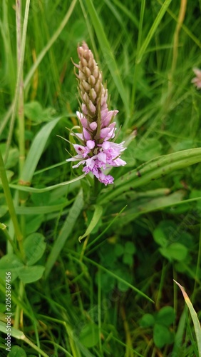 A marsh orchid (genus Dactylorhiza) blooms in lush green grassland. The flower displays delicate pink and purple hues with speckled patterns on its petals. nature