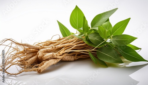 Shatavari Roots With Leaves On Transparent Or White Backdrop Highlighting The Plant S Natural Beauty And Potential Uses