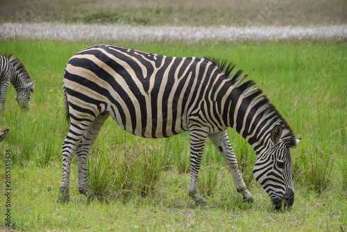 A zebra in a nature reserve in Africa