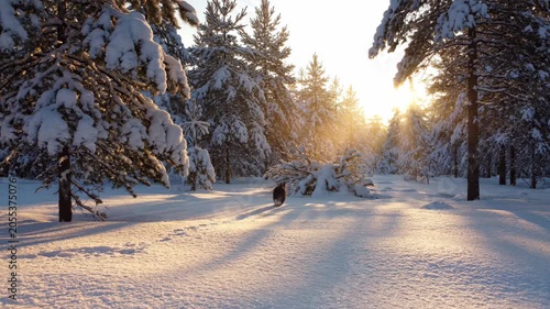 Snowy forest morning with warm sun rays and quiet path