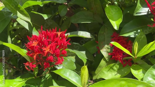 Red Ixora flowers blooming on green bush in tropical garden sunlight
