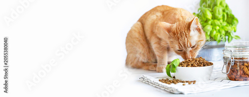 Cuadro en lienzo Banner of cute ginger cat eating teasty food in bowl