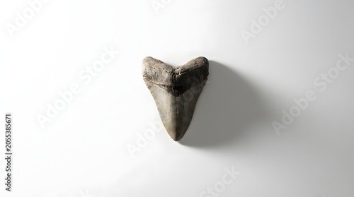 Giant prehistoric fossilized megalodon shark tooth isolated on white background with shadow.
