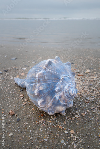 Colorful Conch Shell on the Beach