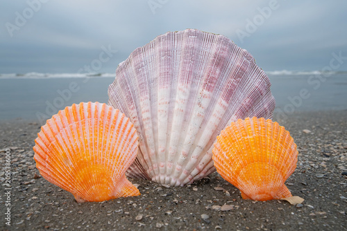 Seashells in the Sand at the Beach