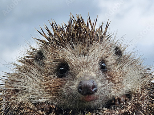 Hedgehog against the sky. Hedgehog face. Happy hedgehog