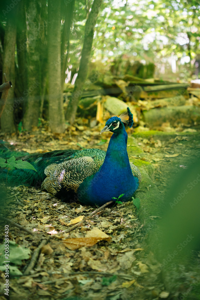 Obraz premium Parque Fontelo, Viseu, Portugal, a beautiful vibrant blue peacock resting on the ground surrounded by autumn leaves