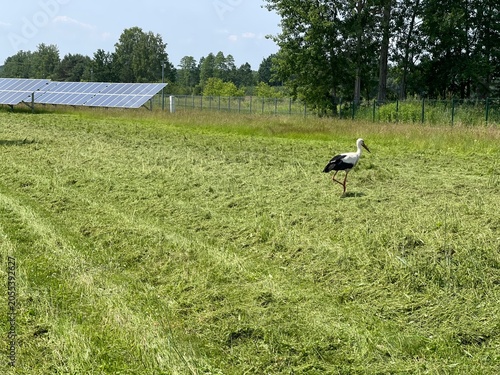 Картината върху платно White stork walking on a green meadow next to solar panels farm