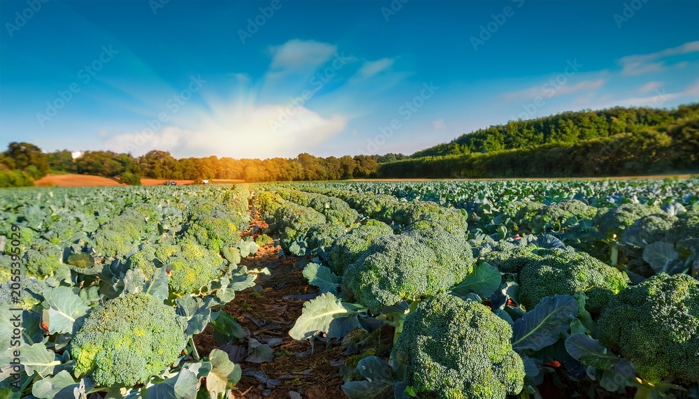 Fototapeta premium Freshly Harvested Broccoli In A Field