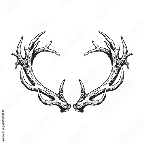 Detailed illustration of symmetrical deer antlers in black and white