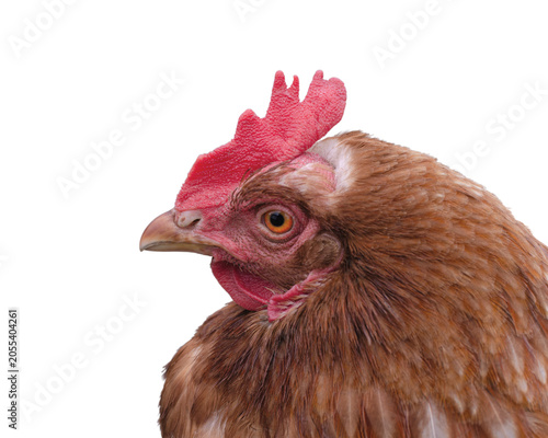 Head of brown chicken on a transparent background