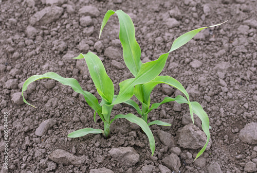 Young green sprouts on the dry earth