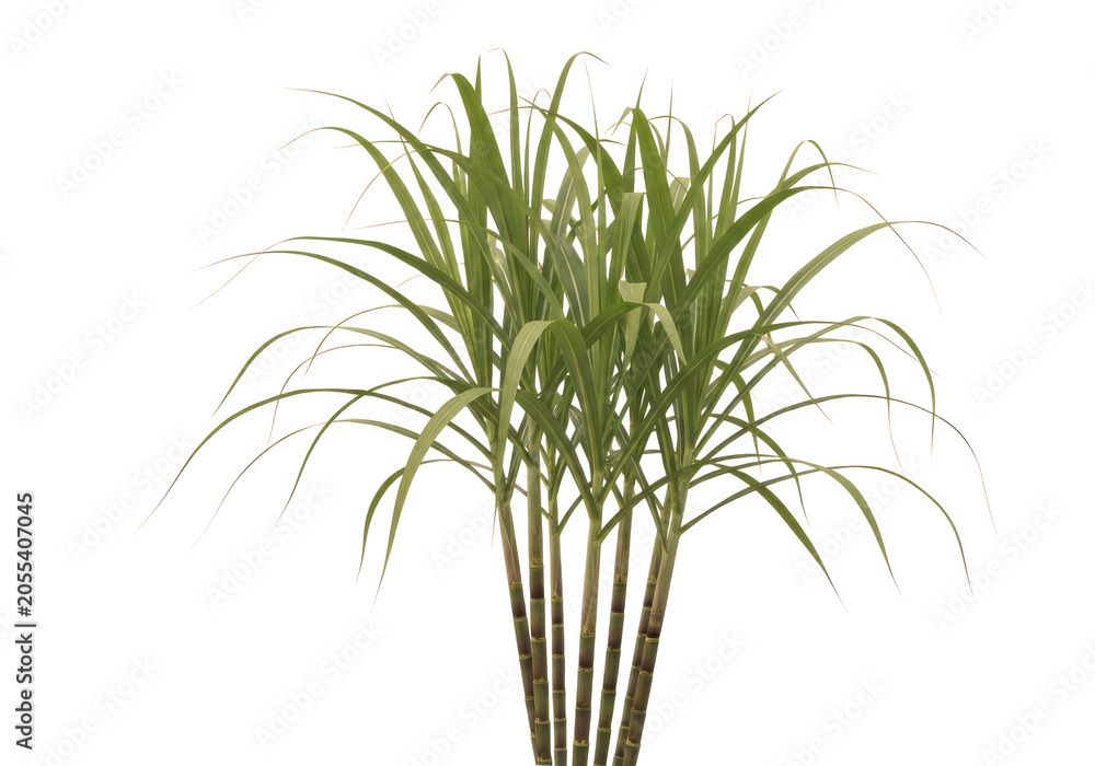Obraz premium Fresh green ornamental grass in pot
