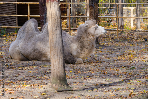 Canvas-taulu Two humped camel in paddock at the farm
