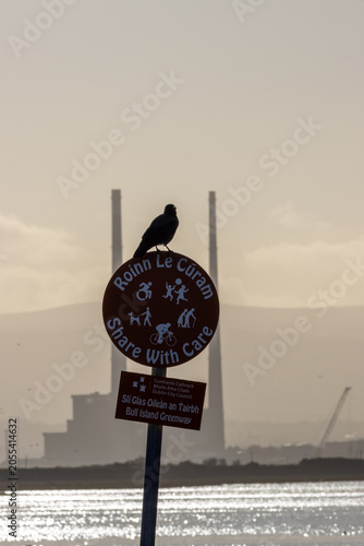 Canvas Print Hooded Crow and Poolbeg Chimneys