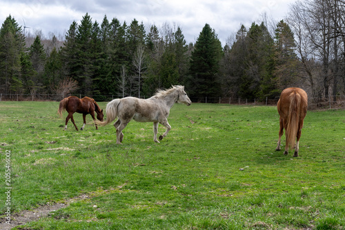 Beautiful quarter horses running in a field