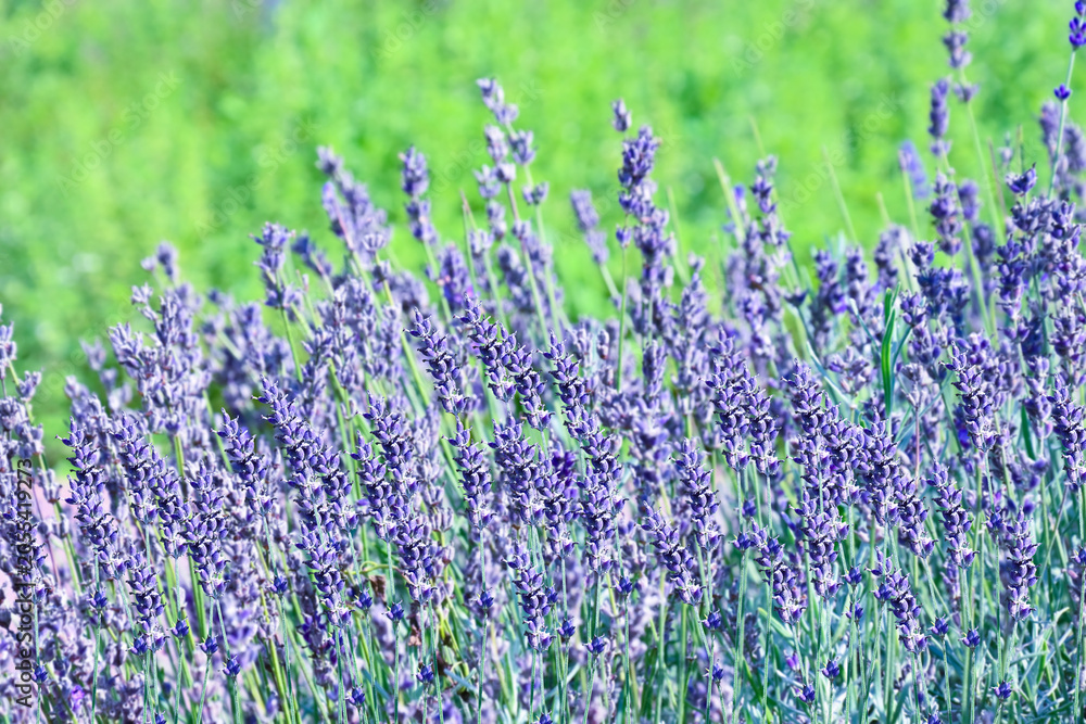 Obraz premium lavender bush