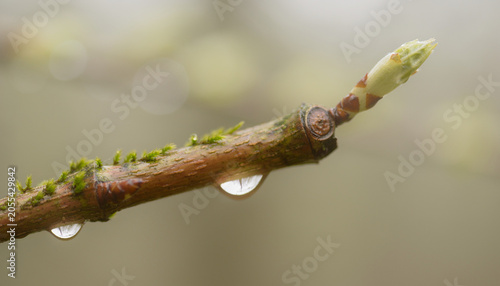 A rain-tear clings to a mossy twig, guarding the first bud like a secret in soft focus