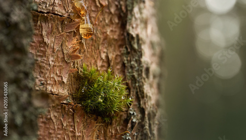 A single amber tear clings to the old bark, as the forest holds its breath
