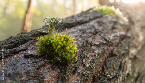 A tiny moss kingdom crowns the fallen log, holding dew like suspended time