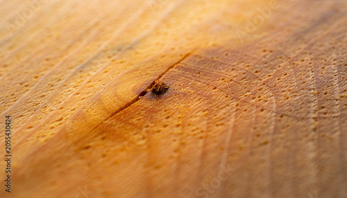 A lone splinter crowns a wooden desert, where warm light turns grain into a silent map