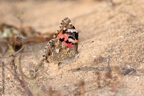 Photos Exhibiendo sus colores una preciosa Mariposa Vanessa de los cardos Vanessa card