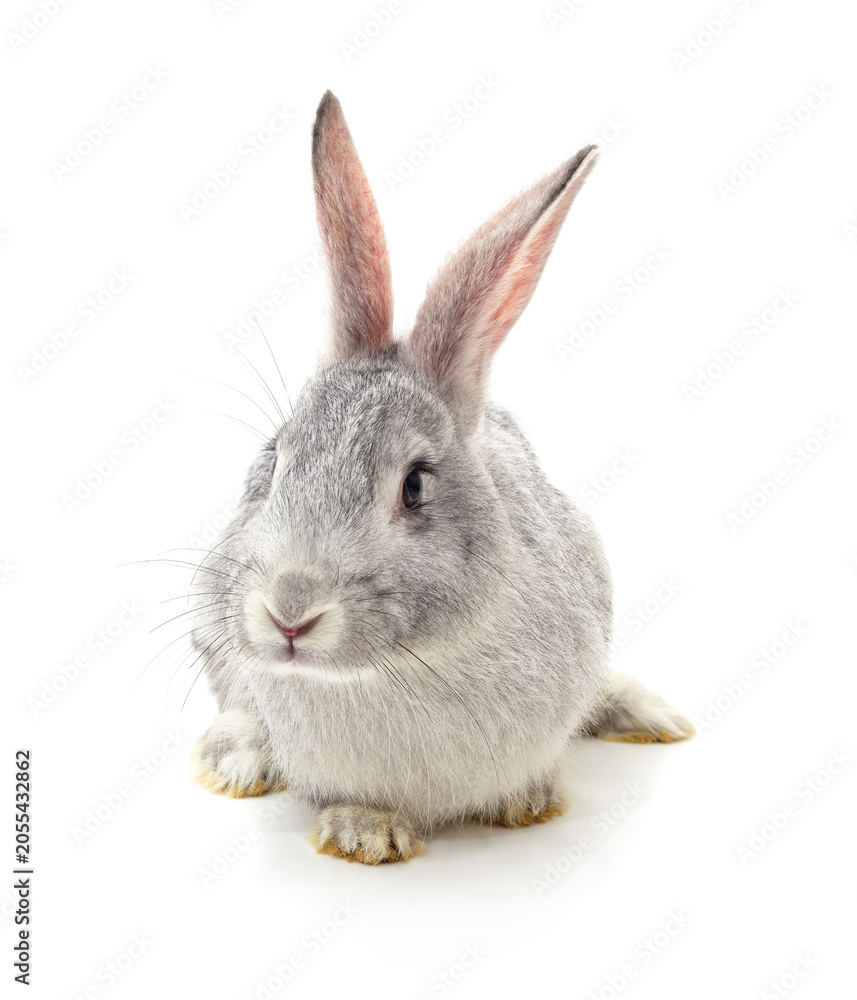 Fototapeta premium One grey rabbit isolated on a white background.