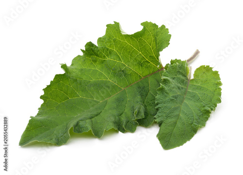 Two green burdock leaves isolated on a white background.