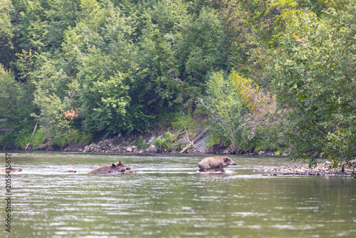 Photography A herd of wild boars crosses a river