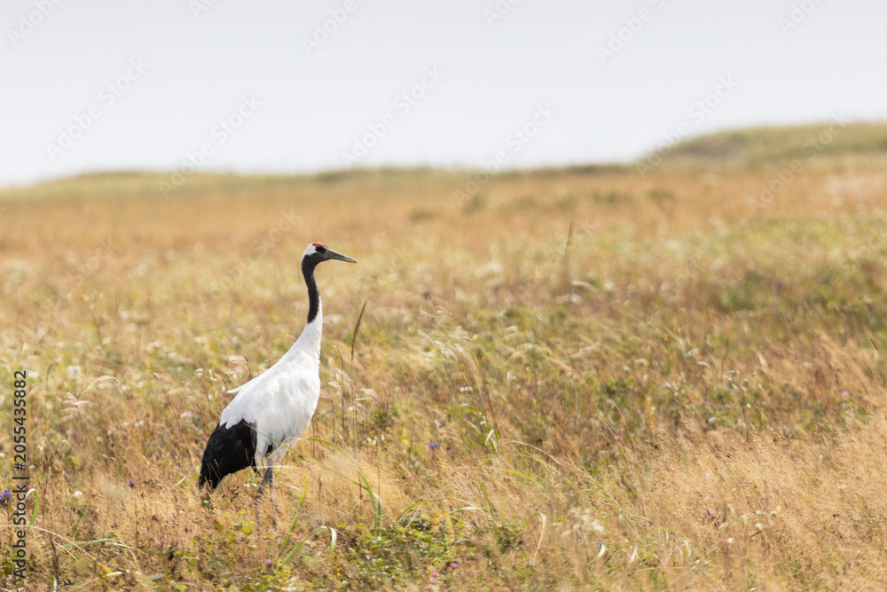 Fototapeta premium Red-crowned crane. Kunashir Island. South Kuriles